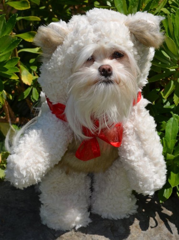 Soft Cream colored Teddy Bear (Looks Like It Is Walking) Dog Costume