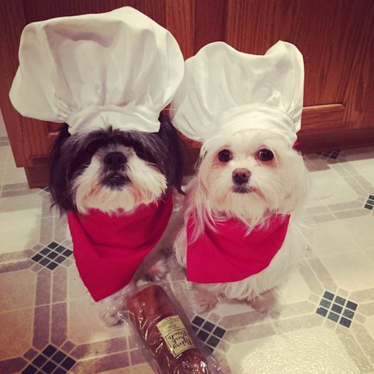 Chef Dog Costume Hat and red scarf