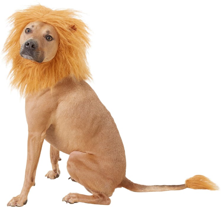 Frisco Lion Mane with Tail Dog & Cat Costume