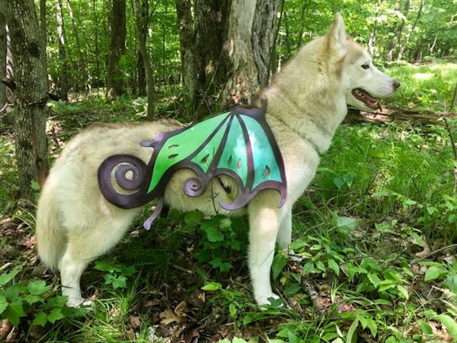 Fairy Dog Wings With Free Harness
