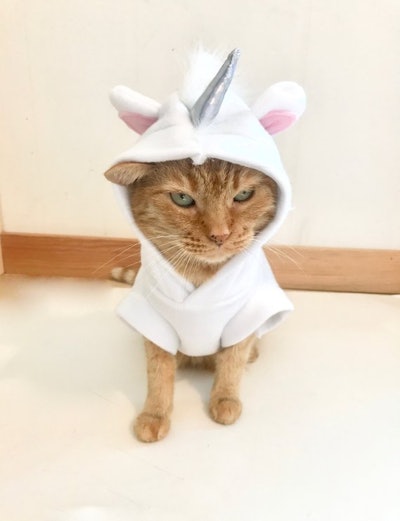 Unicorn Costume For Pets Unicorn Cat