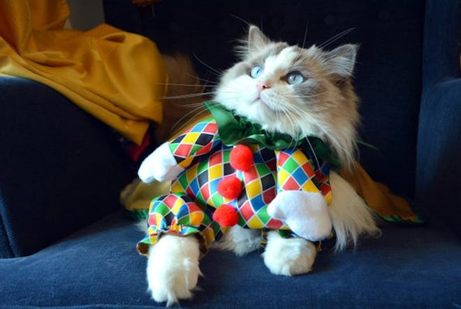 Halloween Cat Costume 