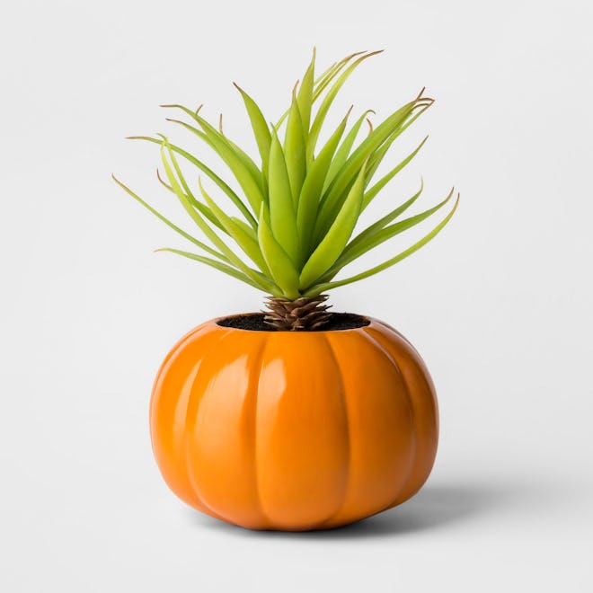 Halloween Pumpkin Succulent Orange - Hyde and Eek! Boutique™