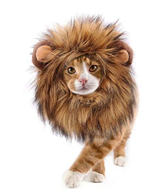 Lion Mane For Cat