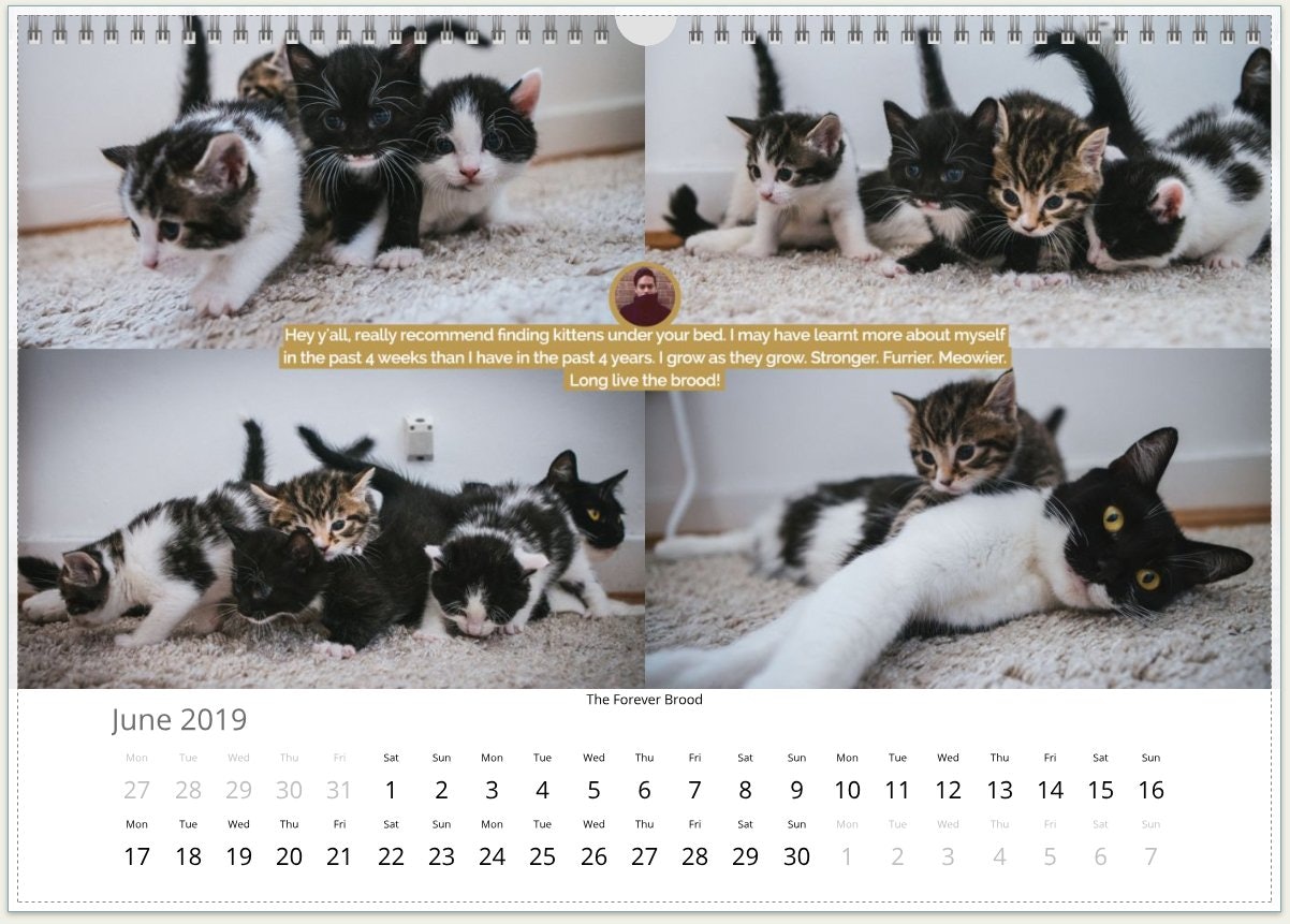 cat years calendar