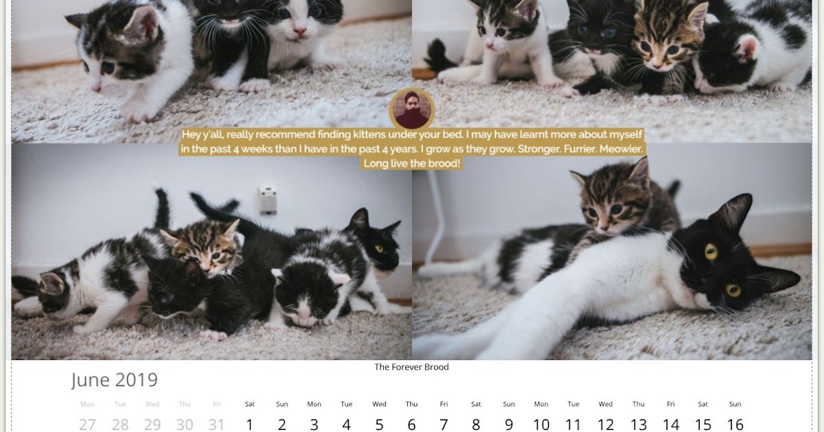 Updates To Twitter S Cat Dad Include A Cat Calendar More