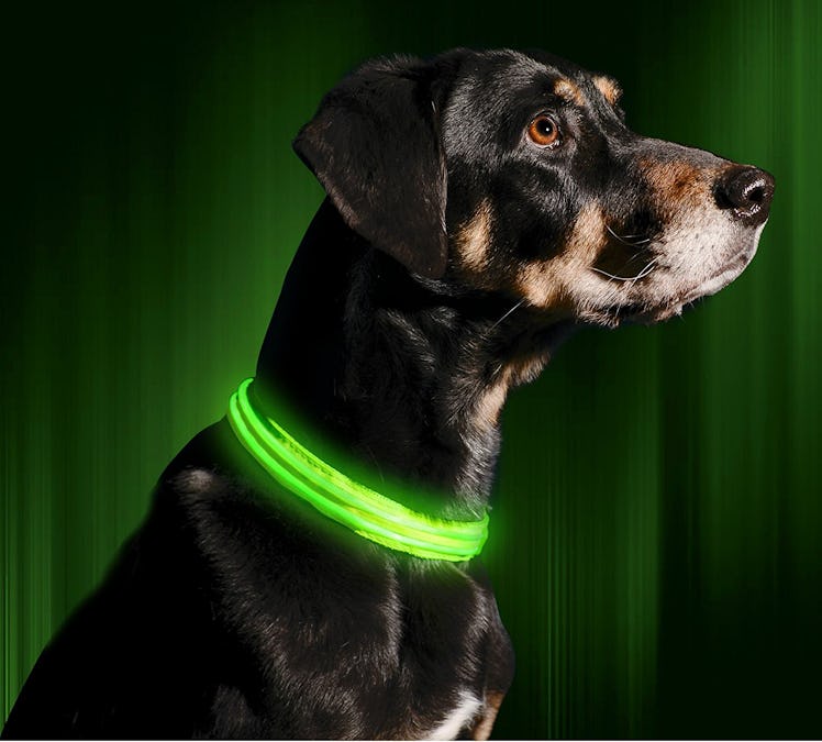 LED Rechargeable Dog Collar