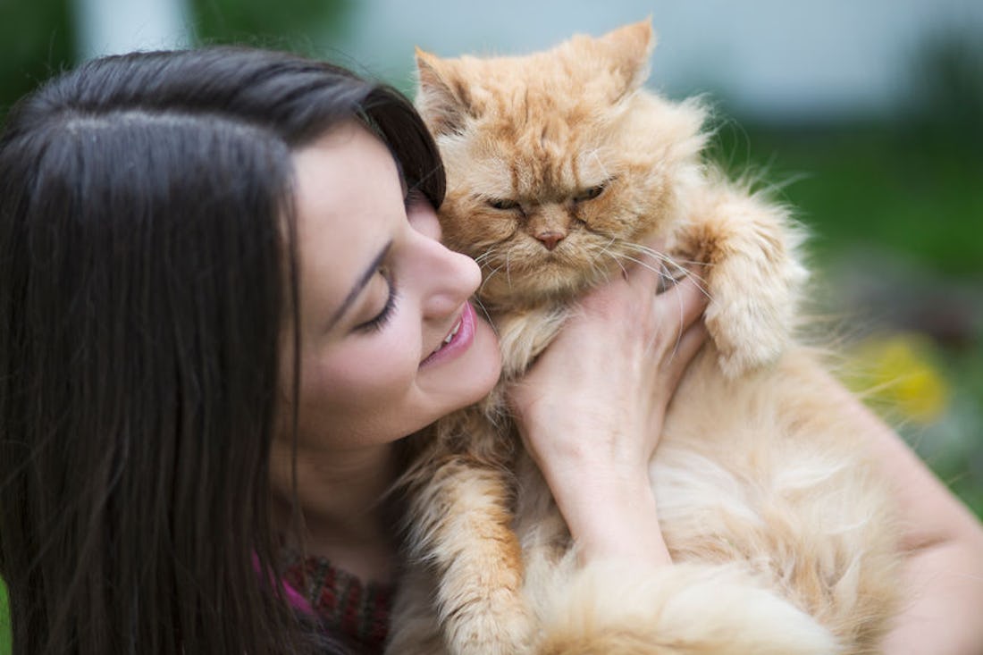 Your Cat's Personality Is Likely To Match Yours, According To This New ...