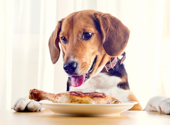 a dog about to eat a turkey leg on a plate