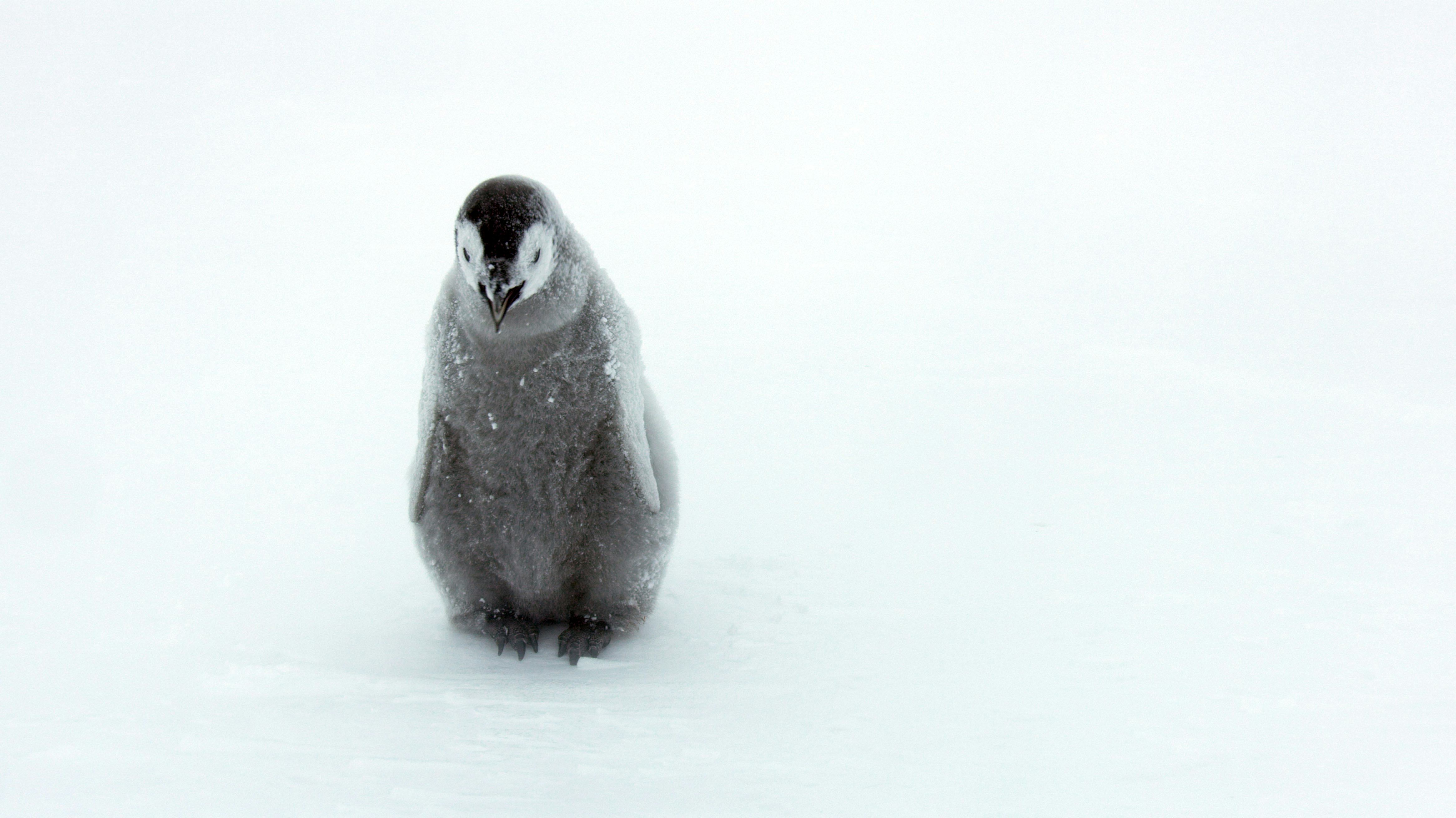 What Happened To The Baby Penguins On David Attenborough's 'Dynasties