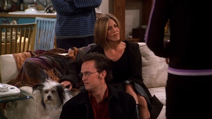 The 'Friends' gang discovers Chandler doesn't like dogs.