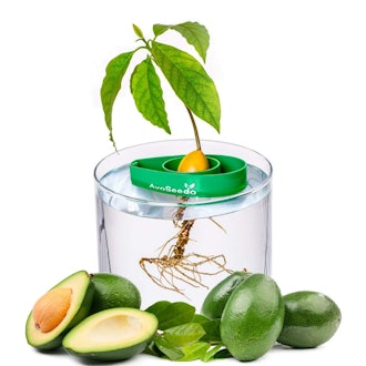 AvoSeedo Avocado Growing Kit
