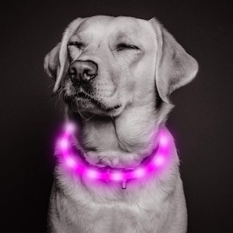 Vizbrite Led Dog Collar