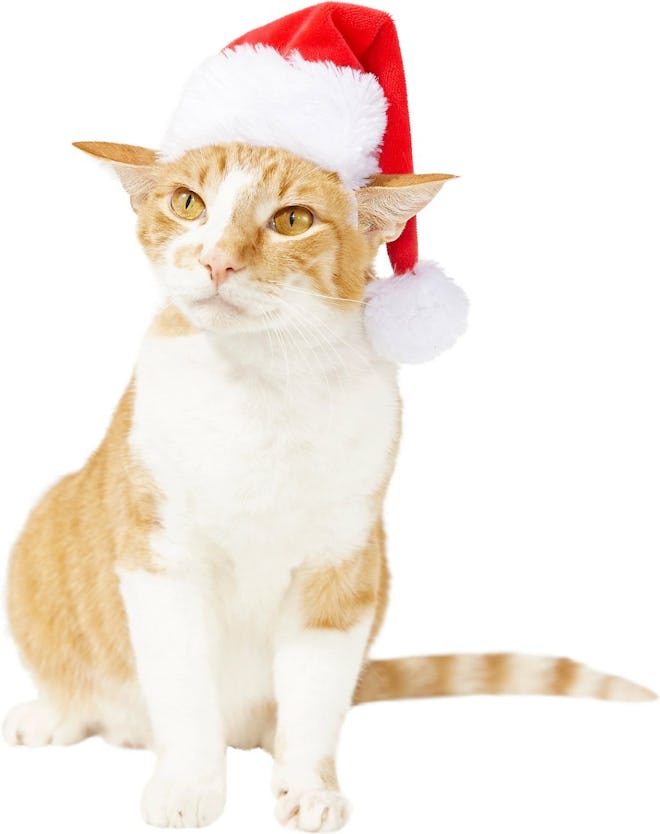 Frisco Holiday Santa Hat Pet Costume