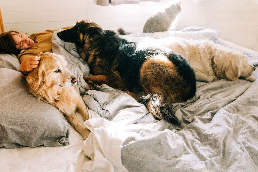 Co sleeping shop with puppy