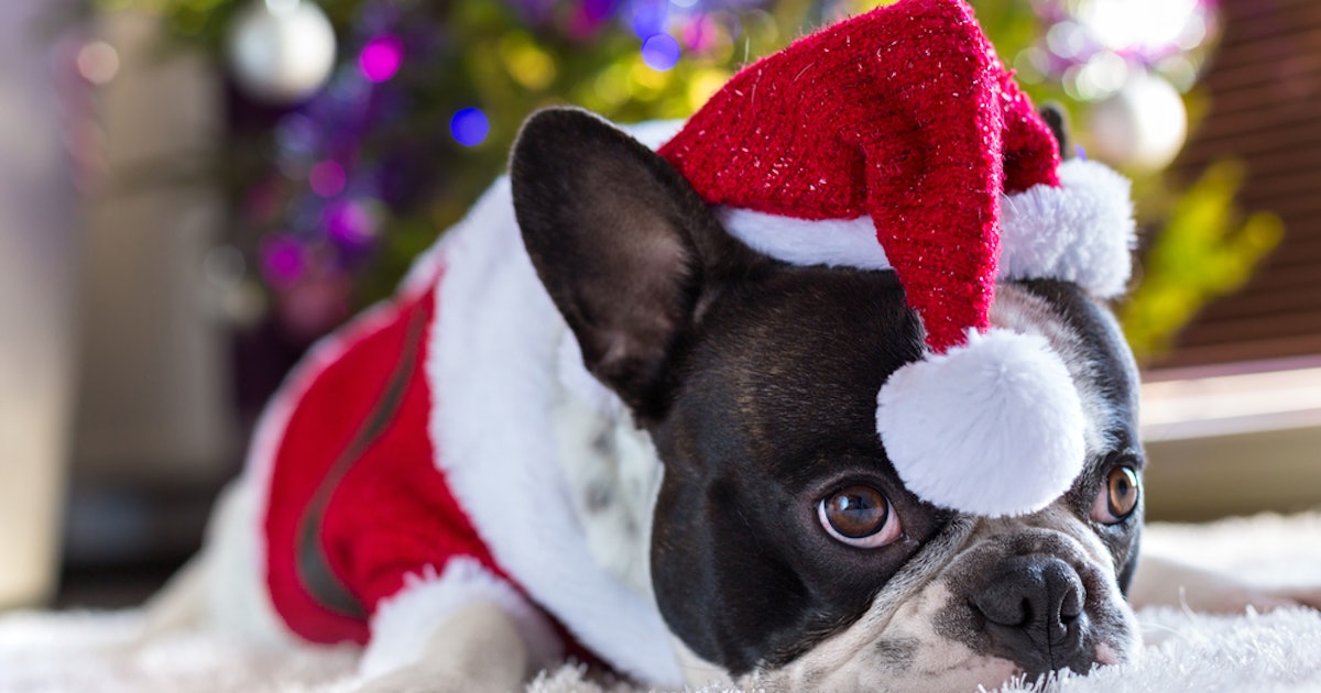 What are the most popular christmas gifts for dogs 2018? Flipboard: 7 Gifts For Dogs That UK Pet Owners Can Spoil Their Pooches With During Christmas 2019