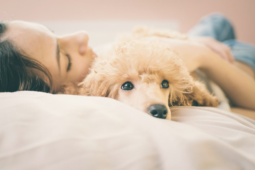 Women sleep better next best sale to dogs