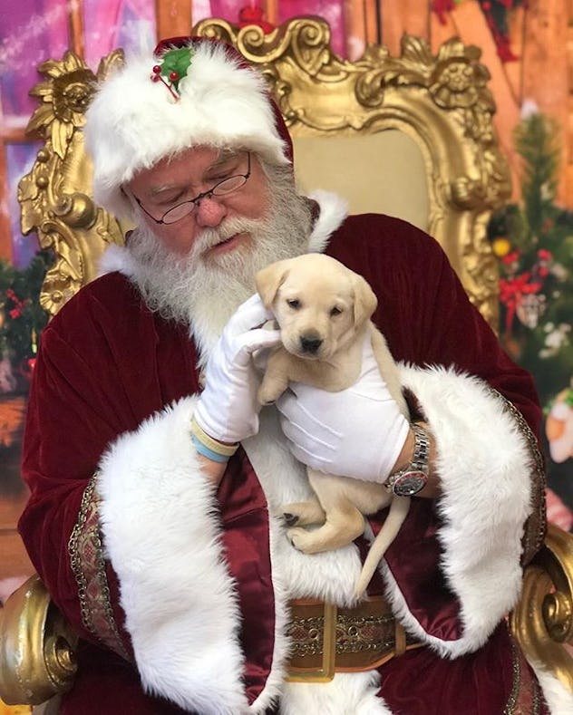 These 38 Santa Photos With Dogs Are The Greatest Gift You Can Get This