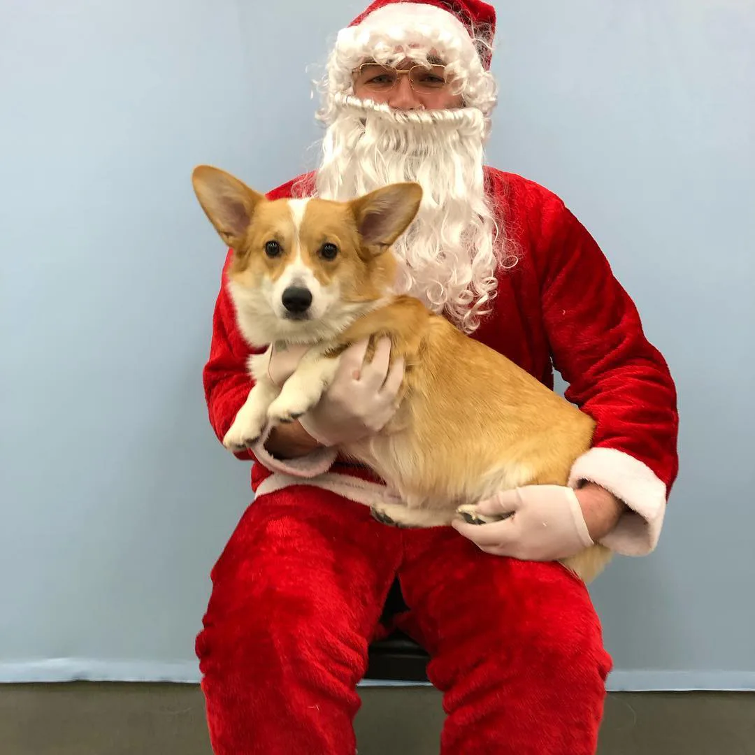These 38 Santa Photos With Dogs Are The Greatest Gift You Can Get This ...