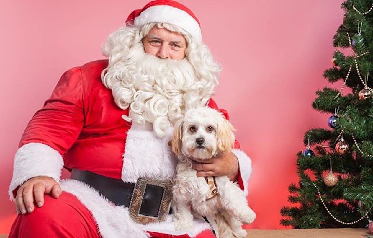 These 38 Santa Photos With Dogs Are The Greatest Gift You Can Get This