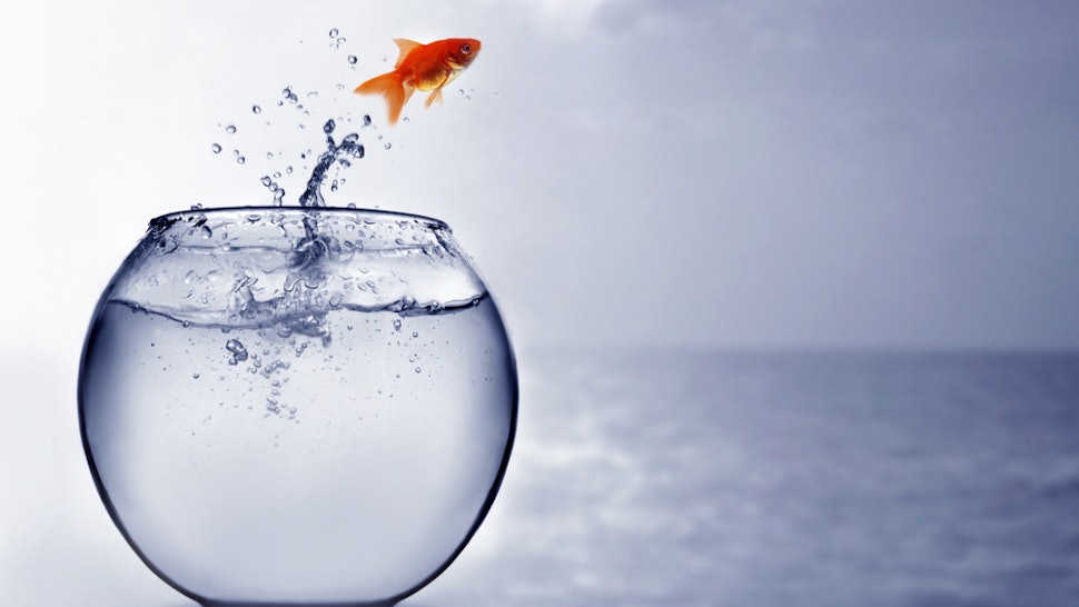 Why Do Goldfish Jump Out Of Water Here S The Really Sad Reason why do goldfish jump out of water here