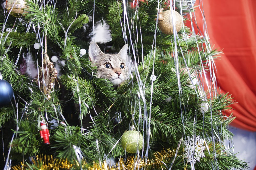 Christmas trees on sale bad for cats