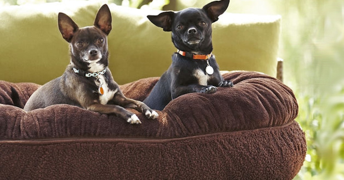 The 3 Best Washable Dog Beds The 3 Best Washable Dog Beds