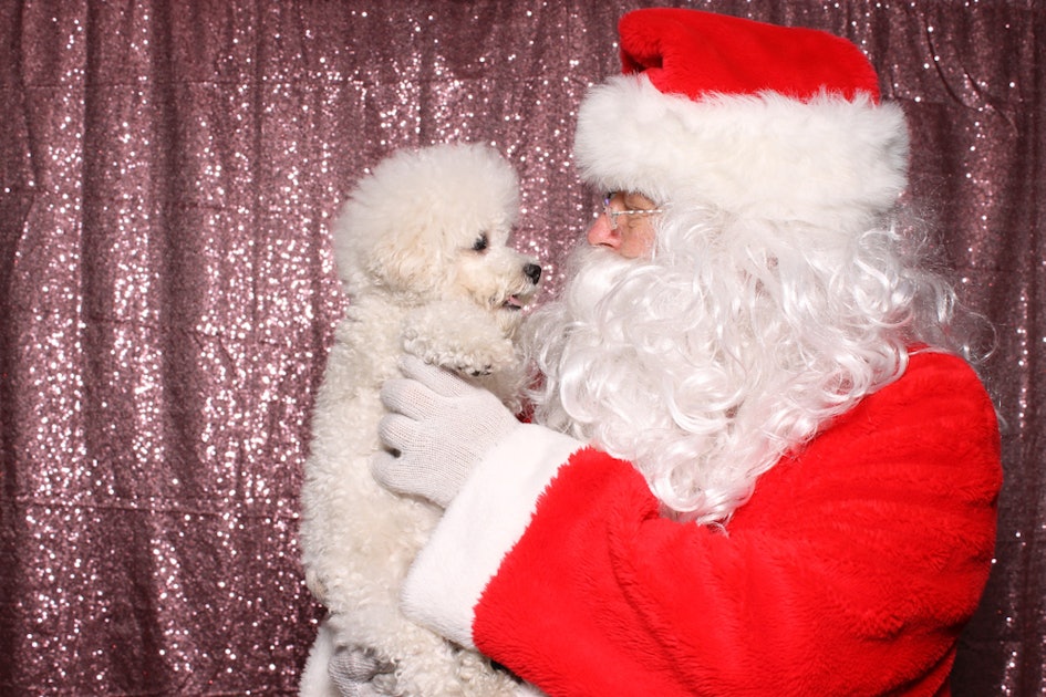 These 33 Santa Photos With Dogs Are The Greatest Gift You Can Get This
