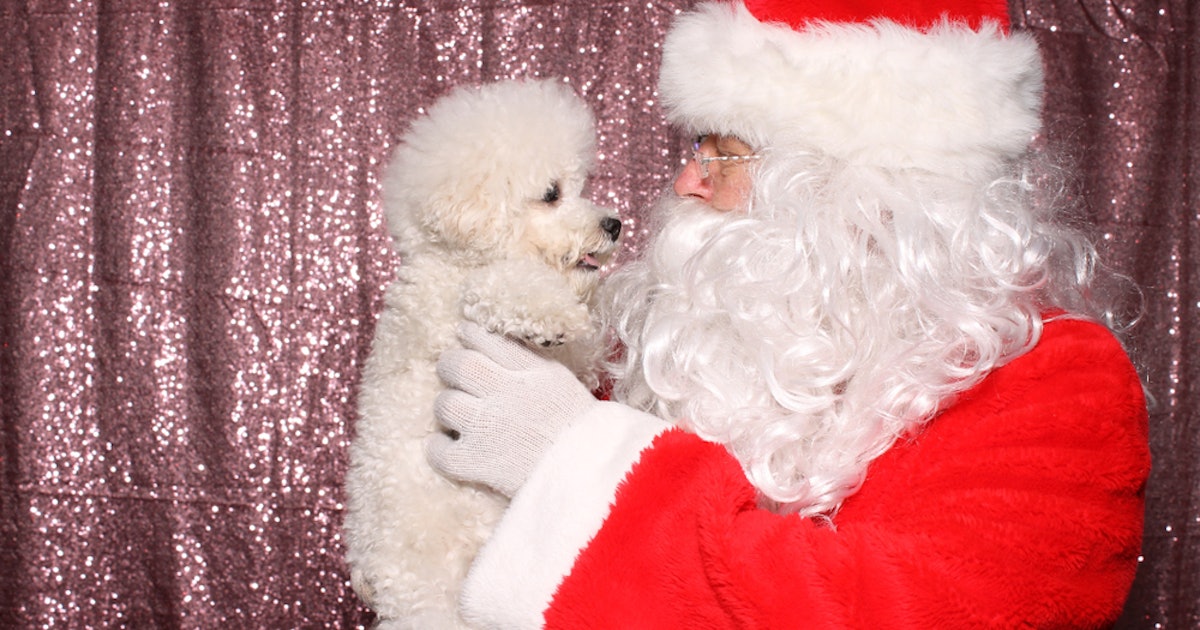 These 33 Santa Photos With Dogs Are The Greatest Gift You Can Get This