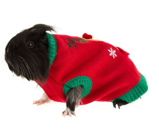 Small Rodent Sweater