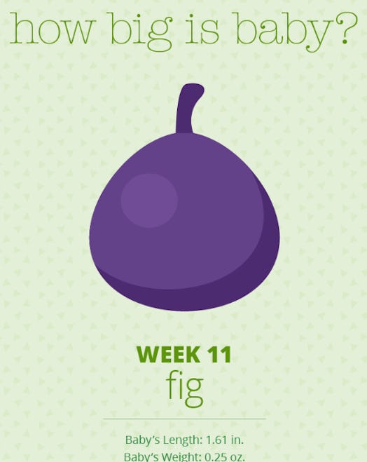 An illustration showing that in week 11 baby is the size of a fig