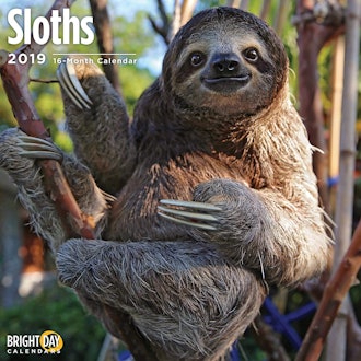 Sloths 2019 16 Month Wall Calendar 12 x 12 Inches