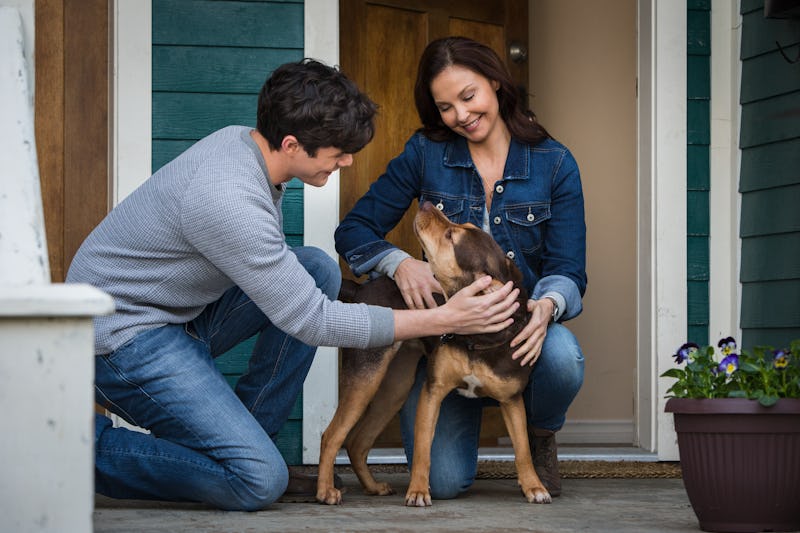 A dog's way home book true story hotsell