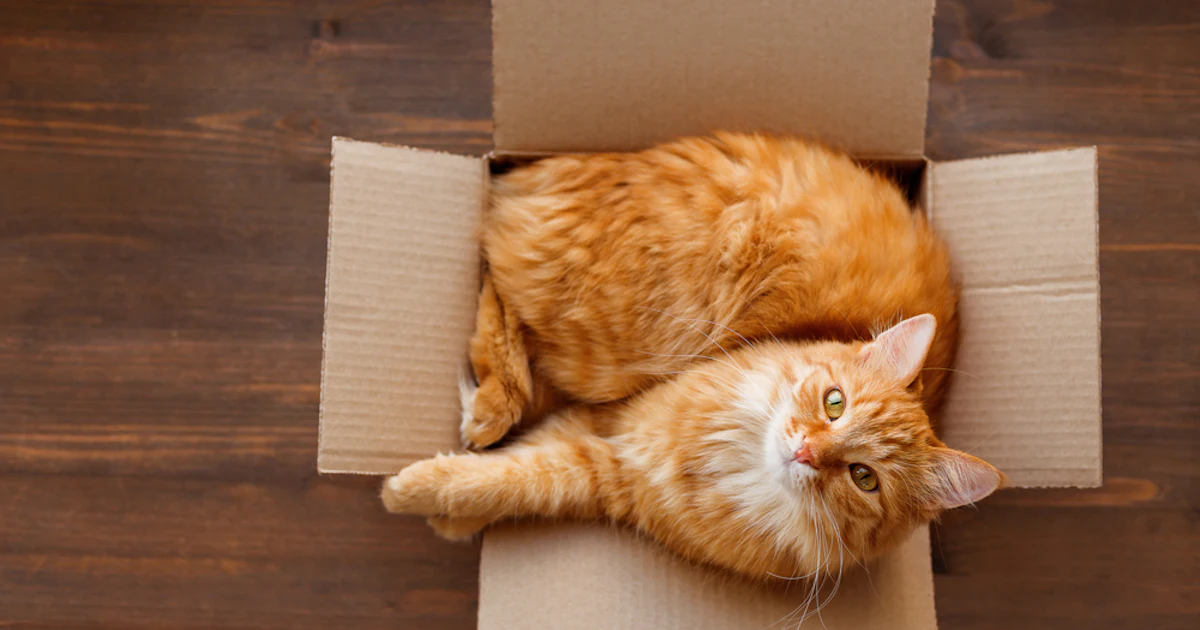 Why Do Cats Like To Sleep In Small Spaces? It's Purely Based On Instincts