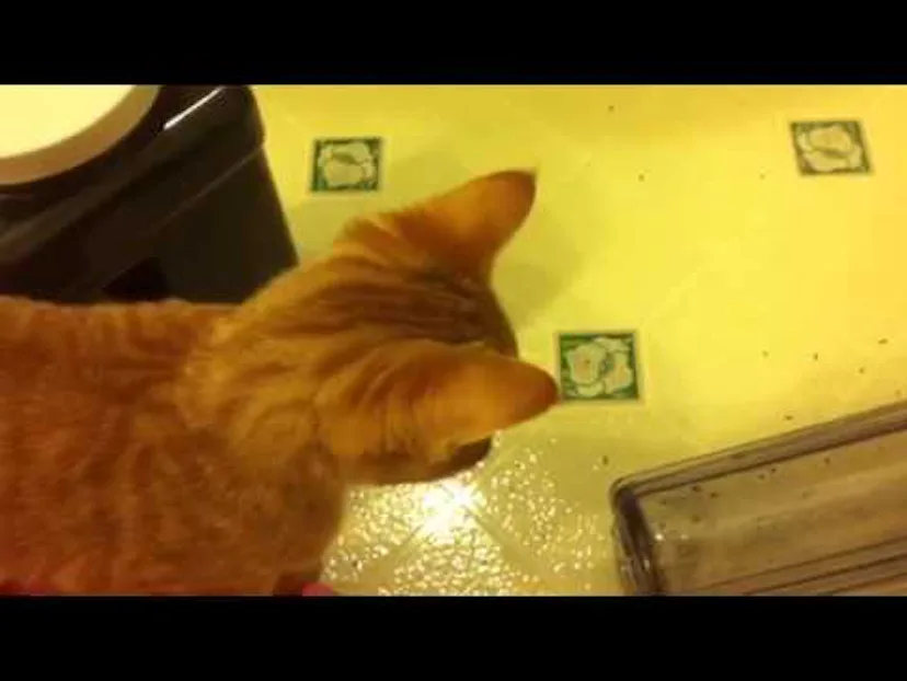 Cat Knocking Rings 12 Videos Of Cats Knocking Things Over, Which Will Help Make Your Day ...