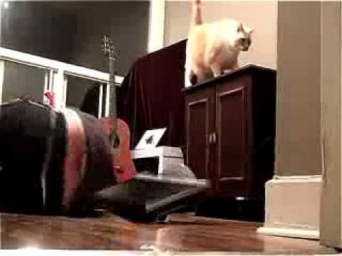 12 Videos Of Cats Knocking Things Over, Which Will Help Make Your Day