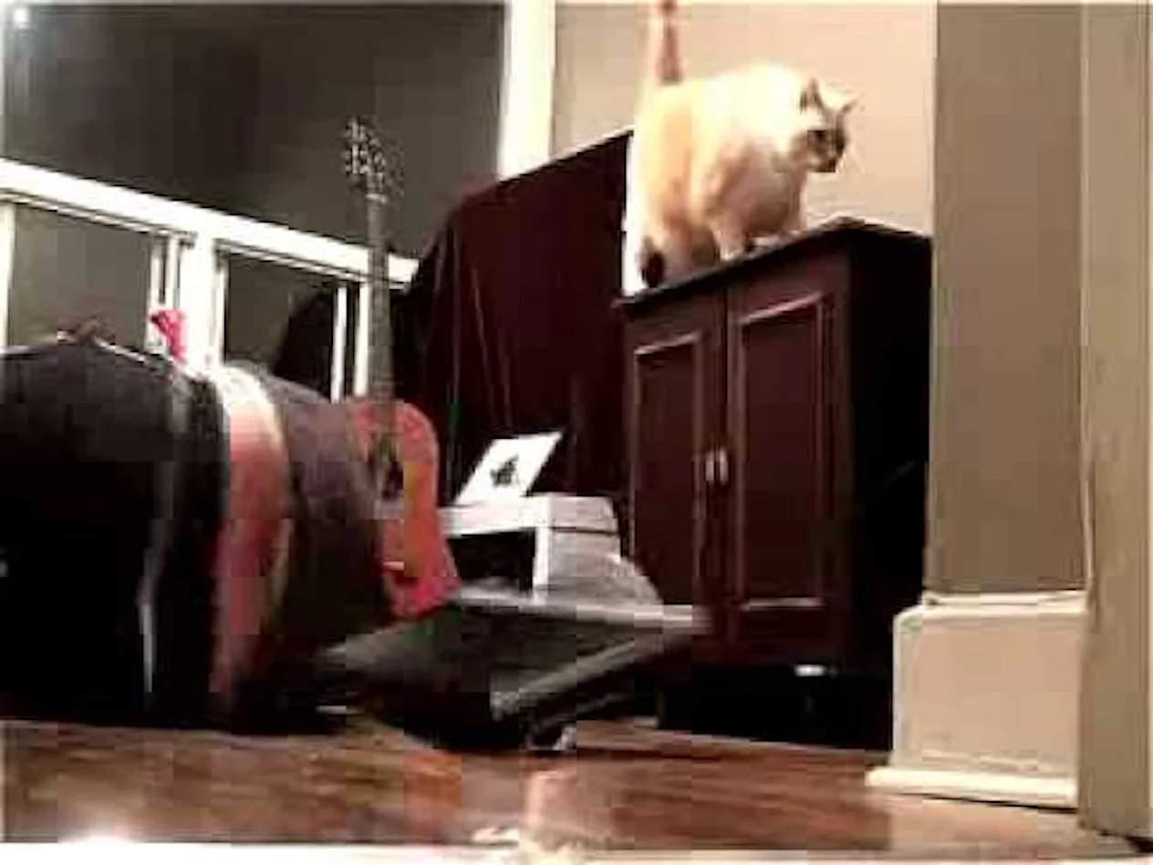 Cat Knocking Rings 12 Videos Of Cats Knocking Things Over, Which Will Help Make Your Day ...