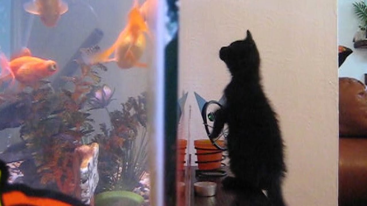 12 Videos Of Cats Knocking Things Over, Which Will Help Make Your Day