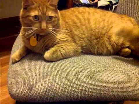 12 Videos Of Cats Knocking Things Over, Which Will Help Make Your Day