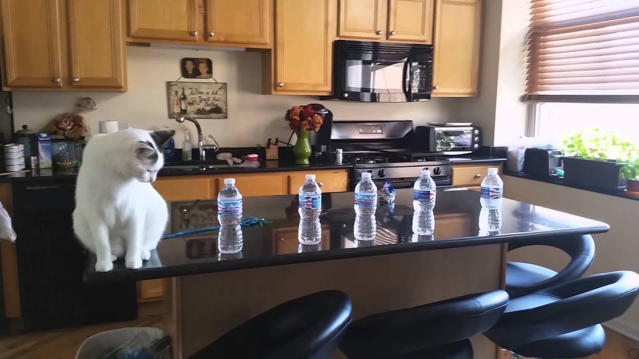 12 Videos Of Cats Knocking Things Over, Which Will Help Make Your Day