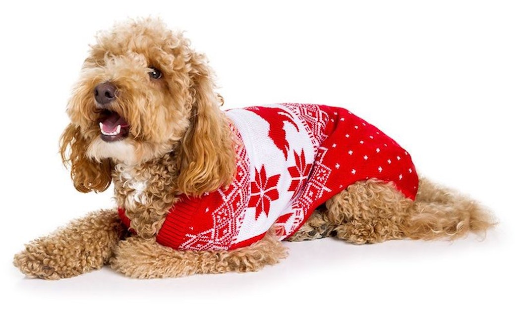 Little Present Dog Sweater - Fun Christmas Themed Dog Sweater by Tipsy Elves