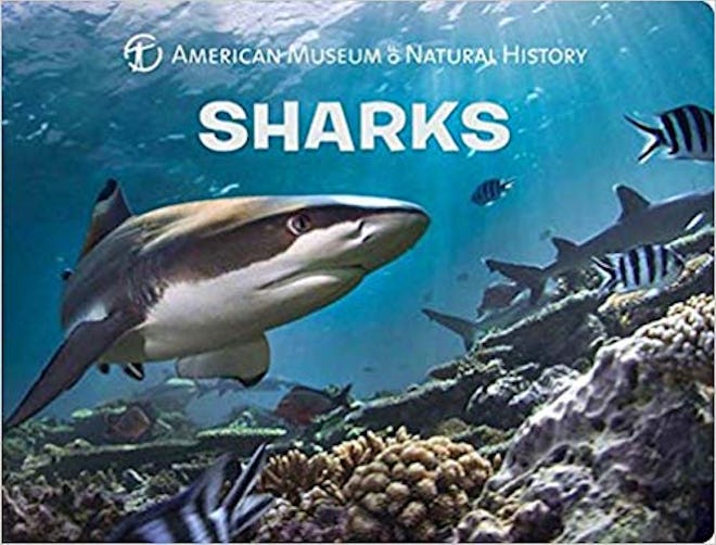 Shark Science For Toddlers