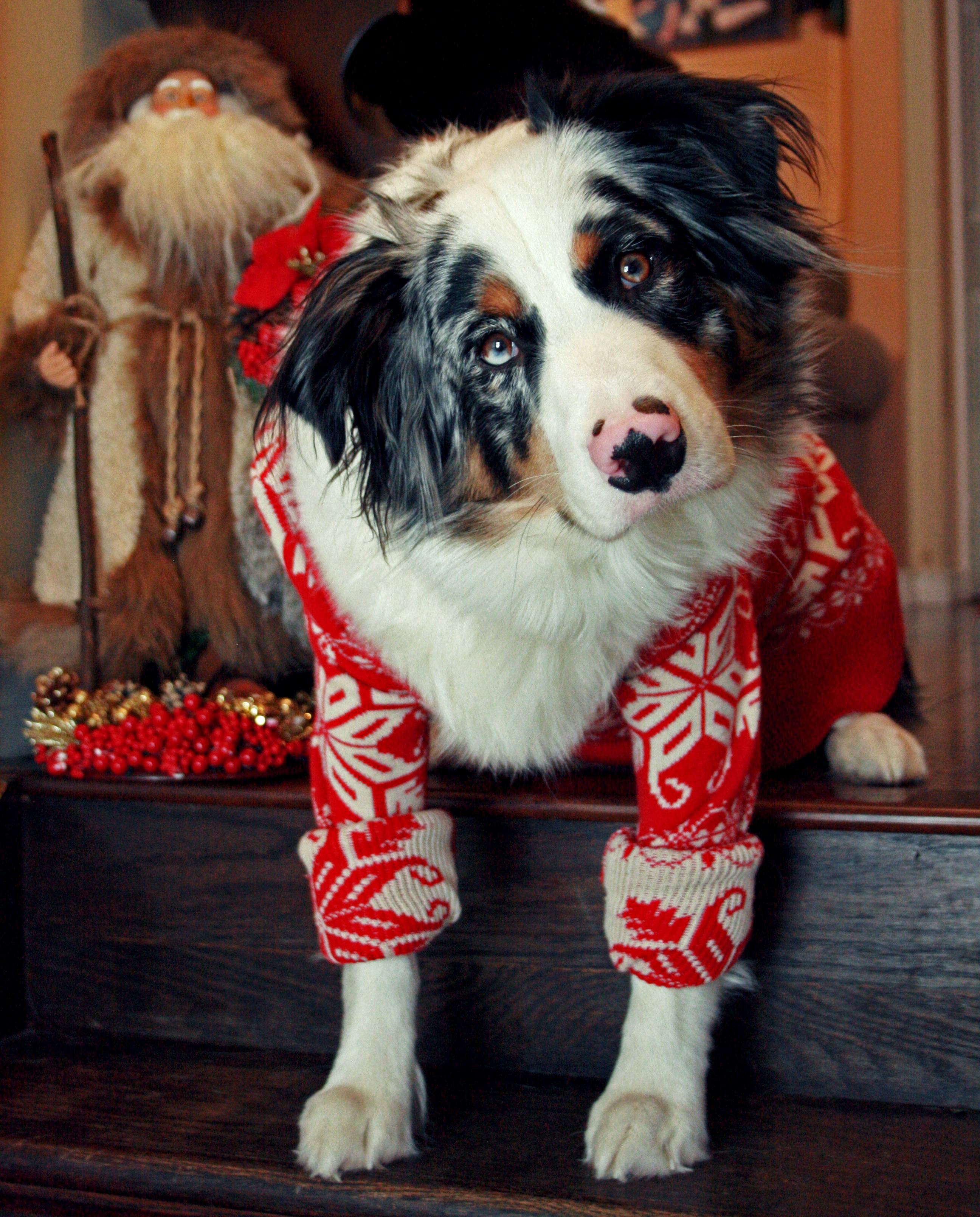 australian shepherd christmas sweater