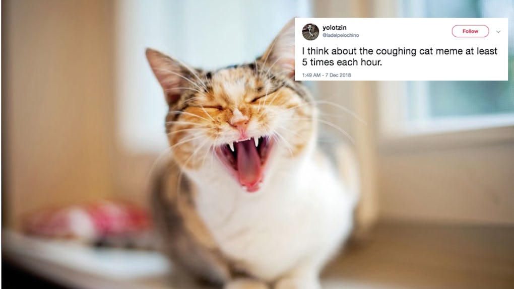 These Tweets About The Coughing Cat Meme Show That It Is Way Too Real