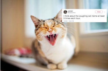 Viral cat coughing meme