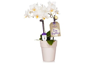 Hallmark Petite White Orchid