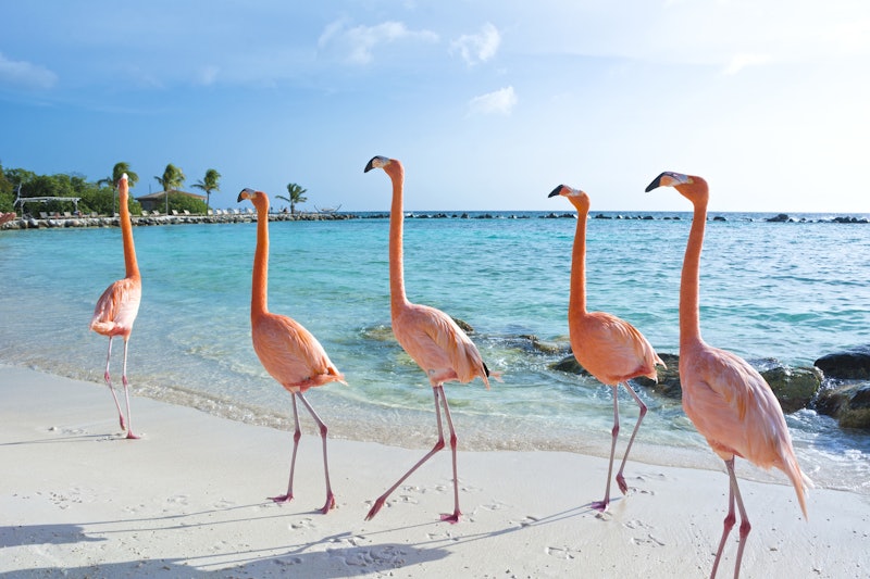This Chief Flamingo Officer Position At A Resort In The Bahamas