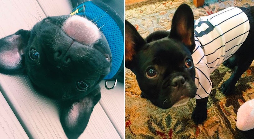 The cutest french bulldog in discount the world