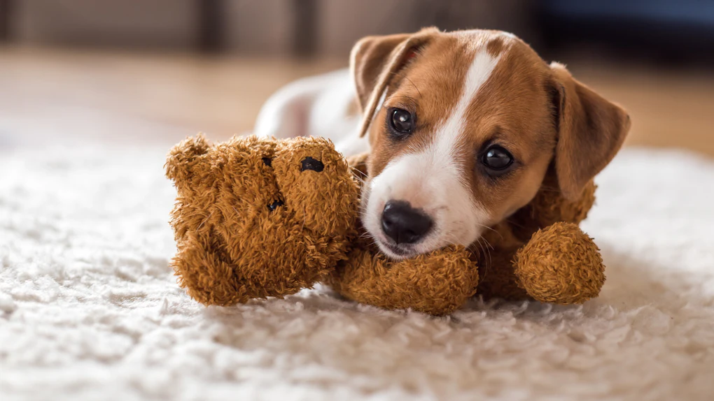 9 Small Dog Memes That Are So Cute They Ll Make You Drop