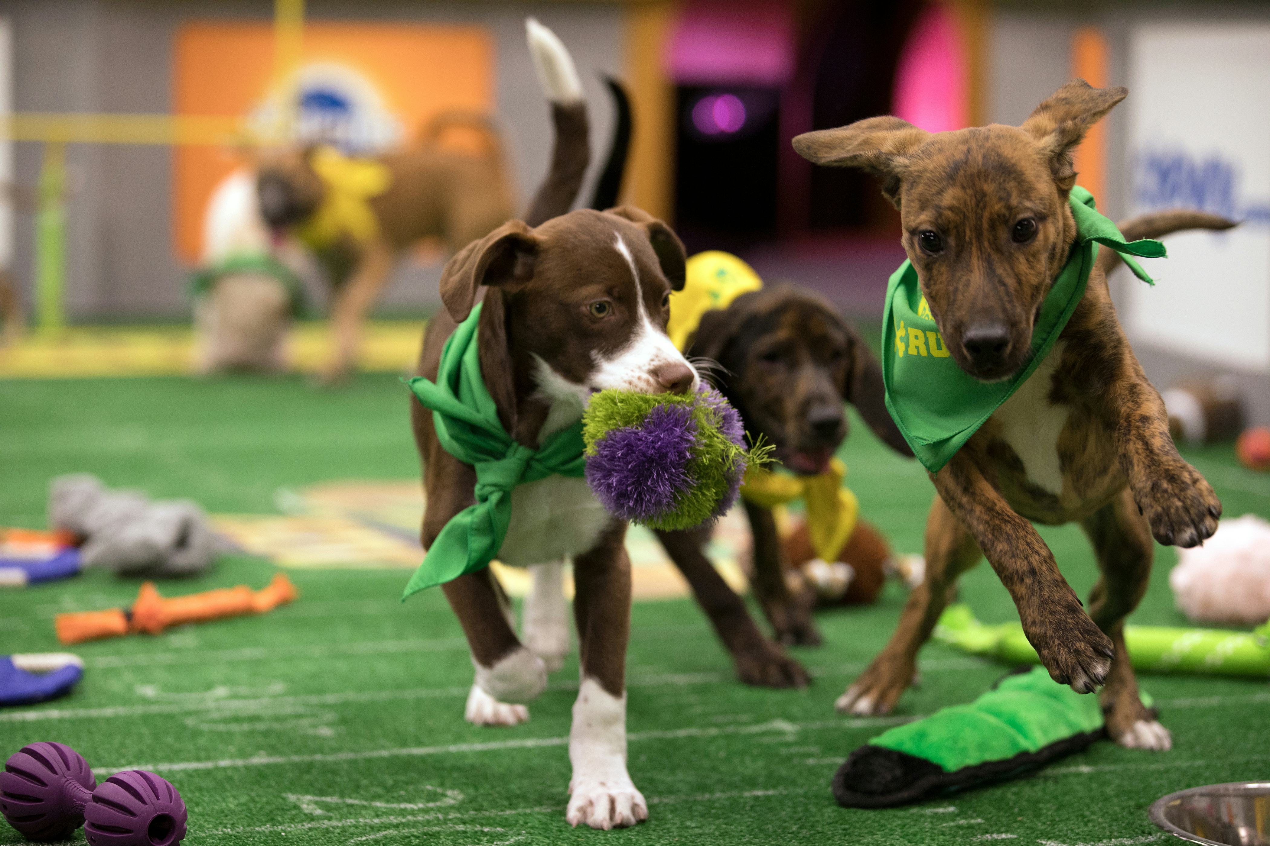 Puppy bowl 2018 time hotsell
